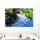 Beautiful Koi or Carp Wall Decal