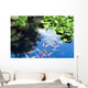 Beautiful Koi or Carp Wall Decal