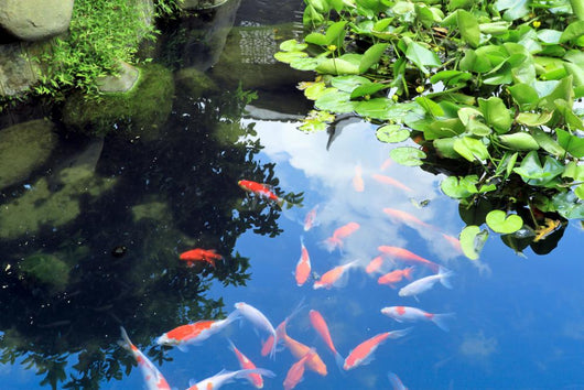 Beautiful Koi or Carp Wall Decal