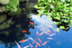 Beautiful Koi or Carp Wall Decal