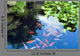 Beautiful Koi or Carp Wall Decal