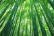 Bamboo Forest Wall Decal Design 2