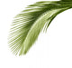 Leaves Palm Tree Wall Decal
