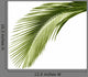 Leaves Palm Tree Wall Decal
