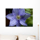 Clematite Wall Decal