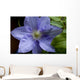 Clematite Wall Decal