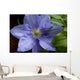 Clematite Wall Decal