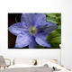Clematite Wall Decal