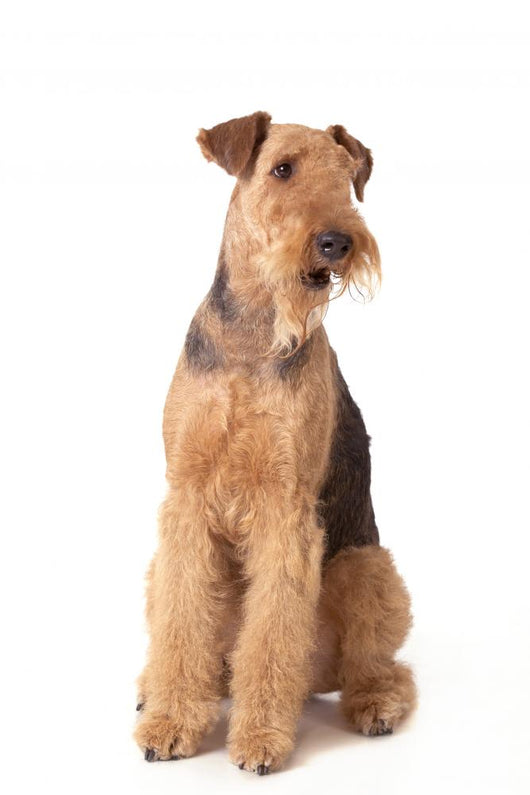 Airedale Terrier Dog Wall Decal