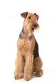 Airedale Terrier Dog Wall Decal