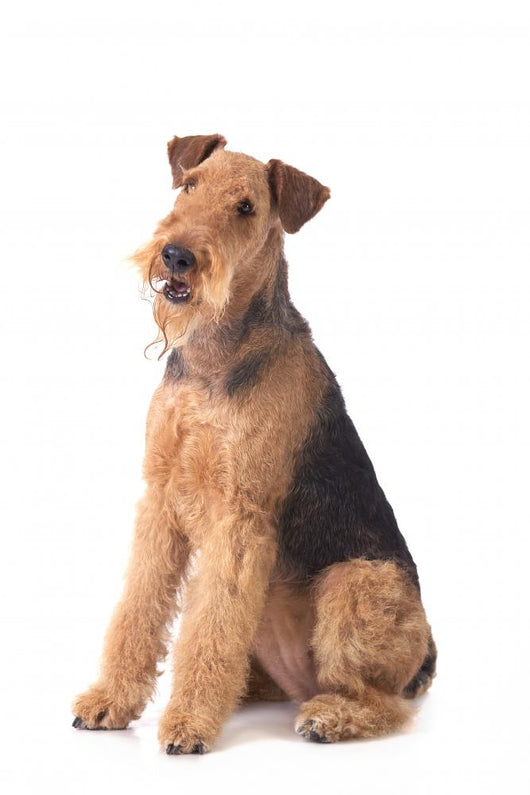 Airedale Terrier Wall Decal
