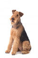 Airedale Terrier Wall Decal