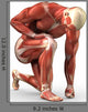 Man with Visible Muscles Wall Decal