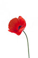 Up Red Poppy Flower Wall Decal