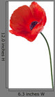 Up Red Poppy Flower Wall Decal
