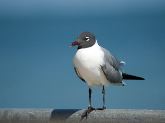 Seagull Fence Wall Decal