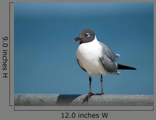 Seagull Fence Wall Decal