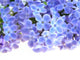 Lilac Flower Wall Decal