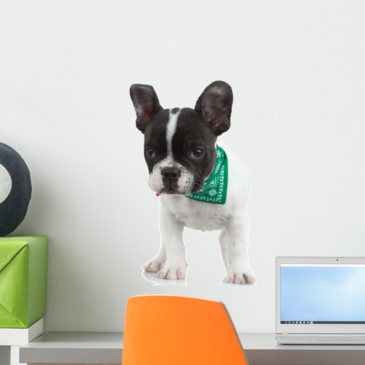 Curious French Bulldog Wall Decal