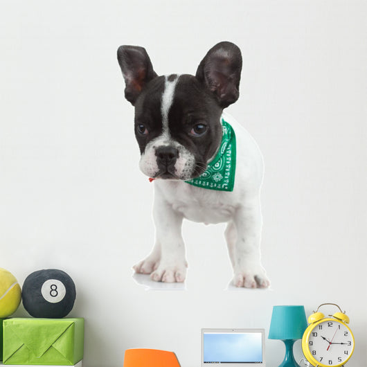 Curious French Bulldog Wall Decal