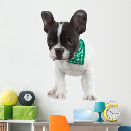Curious French Bulldog Wall Decal