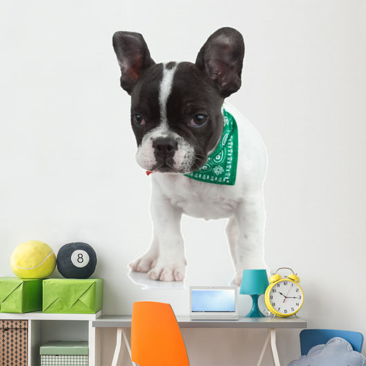 Curious French Bulldog Wall Decal