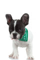 Curious French Bulldog Wall Decal