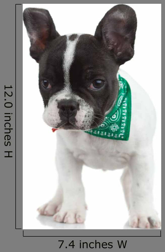 Curious French Bulldog Wall Decal