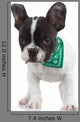 Curious French Bulldog Wall Decal
