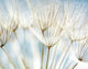 Abstract Dandelion Flower Wall Decal