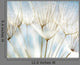 Abstract Dandelion Flower Wall Decal