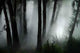 Forest Haze Wall Decal