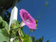 Climbing Morning Glory Wall Decal