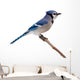 Blue Jay Wall Decal