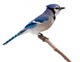 Blue Jay Wall Decal