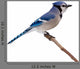 Blue Jay Wall Decal