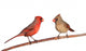 Two Cardinals Wall Decal