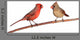 Two Cardinals Wall Decal