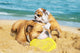 English Bulldogs Playing Beach Wall Decal