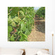 Grape Champagne Wall Decal