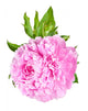 Peonies Wall Decal Design 2