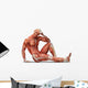Anatomy Muscles Wall Decal