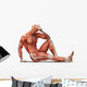 Anatomy Muscles Wall Decal