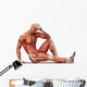 Anatomy Muscles Wall Decal