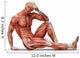 Anatomy Muscles Wall Decal
