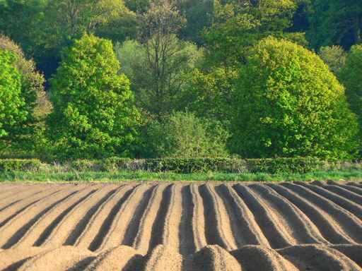 Farming Field Tracks Wall Decal