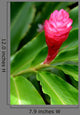 Beautiful Tropical Red Ginger Wall Decal
