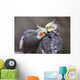 Cockatiels Wall Decal