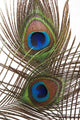Detail Peacock Feather Eye Wall Decal