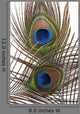 Detail Peacock Feather Eye Wall Decal